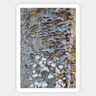 Turkey Tails and Falsies Sticker